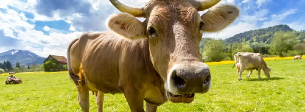 The elephant in the room is really a&nbsp;cow